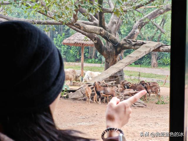 参观广州长隆野生动物园，全程感觉眼累手累腿不累
