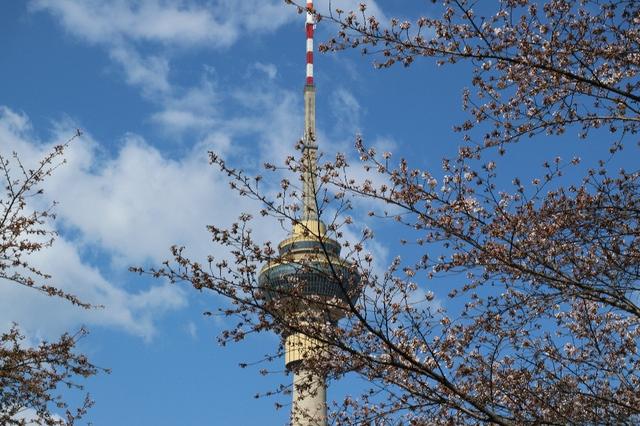 北京玉渊潭公园 樱花漫舞的诗意秘境