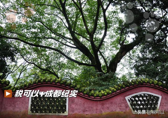 走进崇州大明寺，被两棵1500岁的楠树震撼到了！