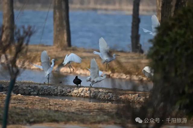 我在千湖湿地撞见了冬天的温柔
