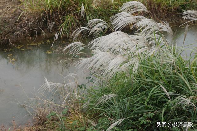 安陆：当银杏遇见芦苇 画框里的诗与远方