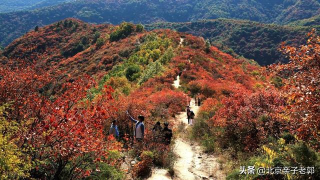 周末香山赏红叶保姆攻略
