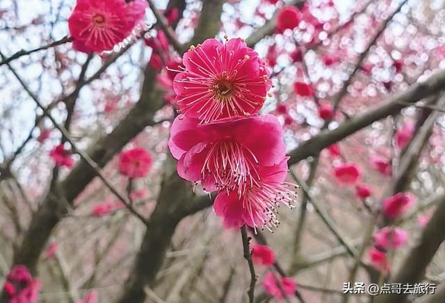 成都山地红梅开花了，粉红云霞铺天盖地，非常震撼，免费！