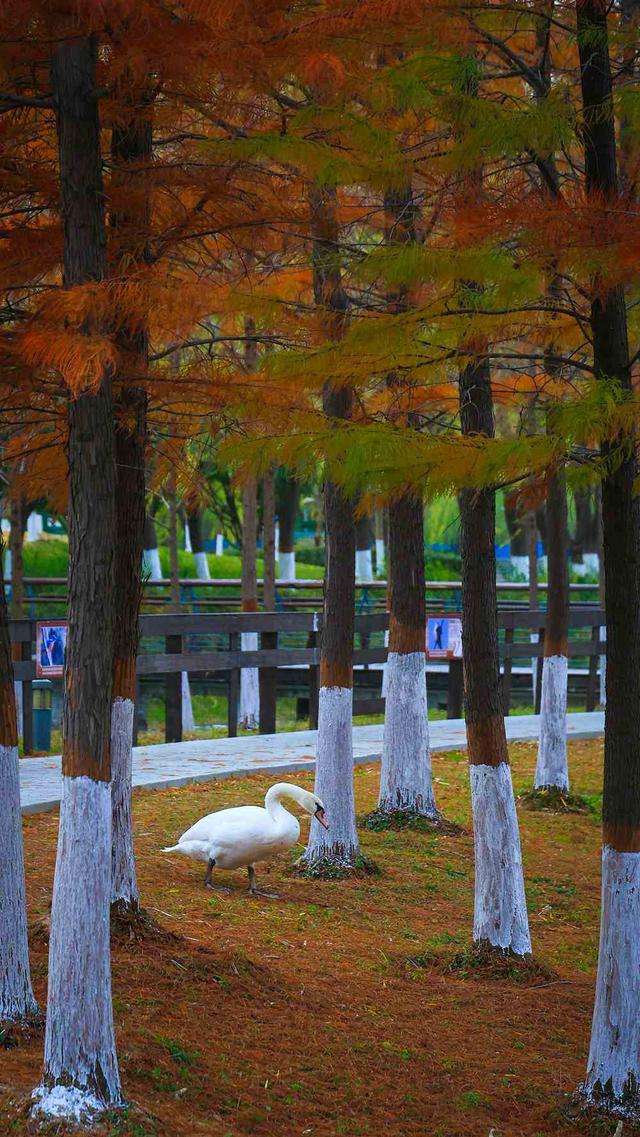 邂逅初冬！漫步郑州，在色彩斑斓中行走
