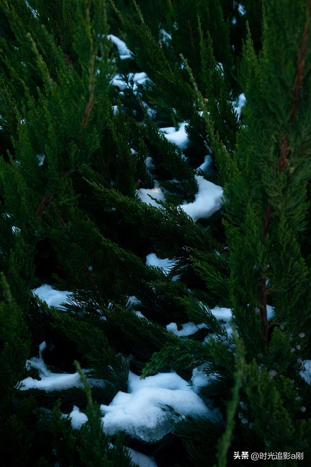 冬日的松柏丛，被雪裹成了一幅素净的画！