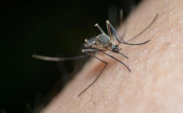 蚊子首次入侵冰岛！最后的堡垒已经陷落？究竟是什么品种？