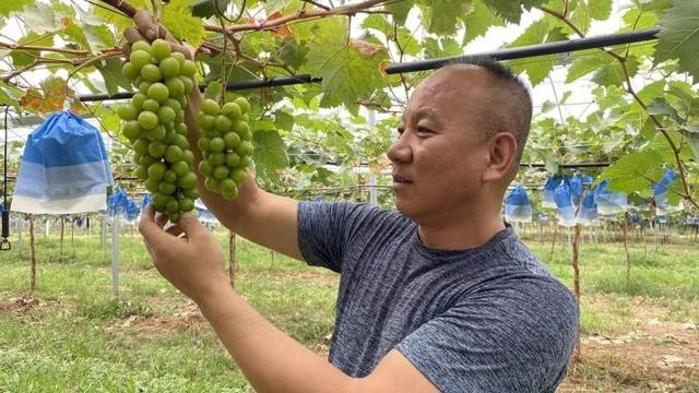 西安高新区葡萄采摘攻略：邂逅田园美味，共赴甜蜜之约