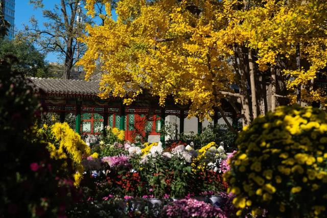 “花开北京·菊韵金秋” 2025北京菊花文化节在北海公园启幕 | 动态
