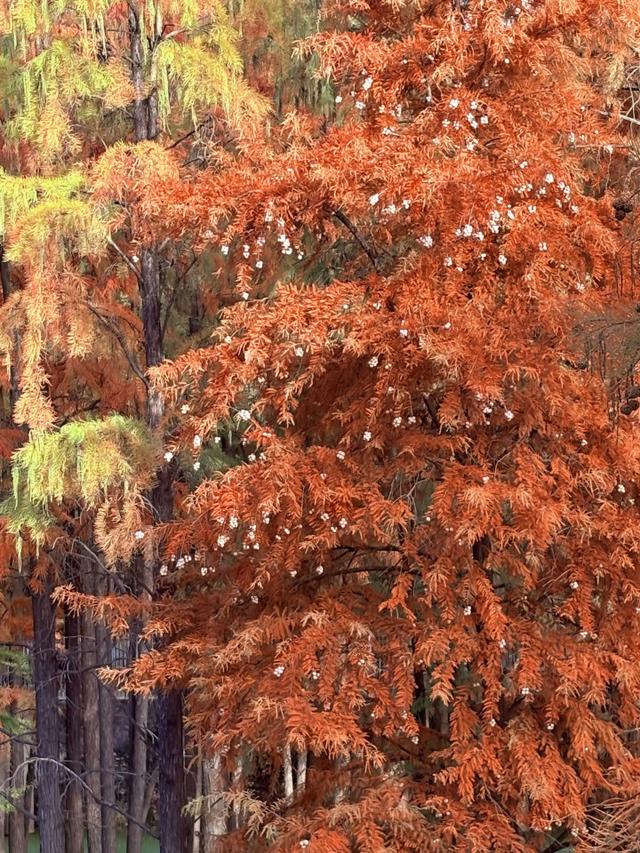 “初冬的童话”！青山湖水上森林“一天更比一天红”