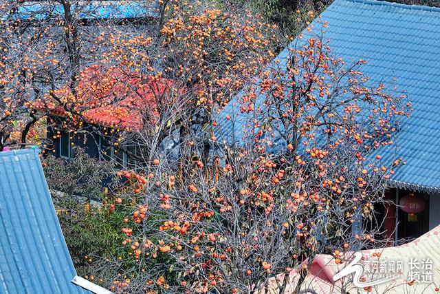 红透山间！长治老顶山“柿”意正浓