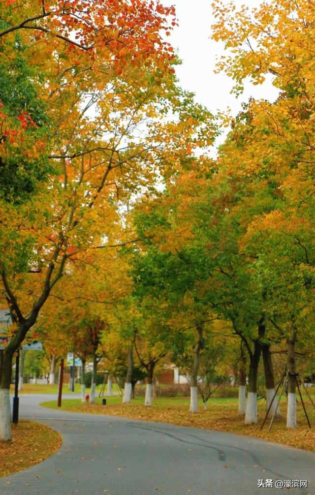 秋色“进度条”加载中，狼山森林公园赏秋点等你来打卡→