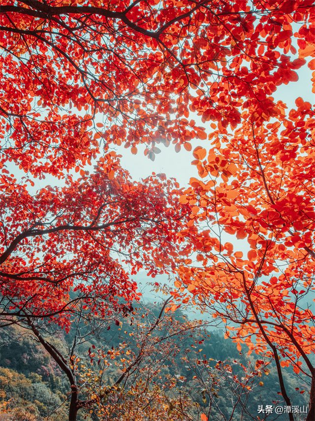 淄博红叶进入全盛期，漫山遍野醉人红