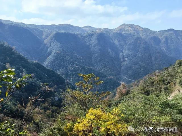 温州这两条知名红枫古道已经红啦!周末是最佳观赏期,不要错过!