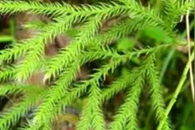 实际上腰间盘突出的人群中痊愈后很多都在上班图片