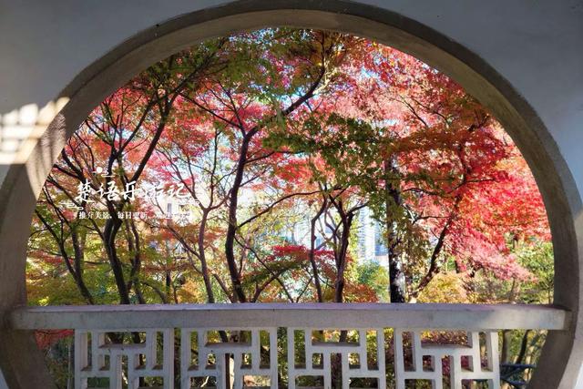 浙江宁波这处城中秘境被人忽略，但是秋色比油画还美，拍照特出片