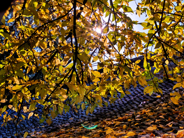 泰山王母池蜡梅初绽 花叶同枝尽显冬日诗意