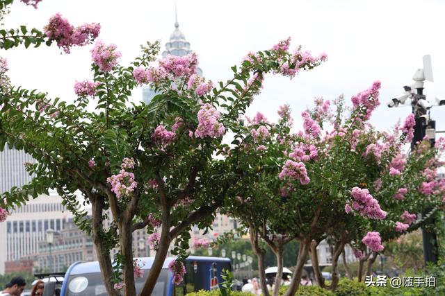 上海外滩观光平台紫薇花盛开，为都市增添一抹亮丽色彩
