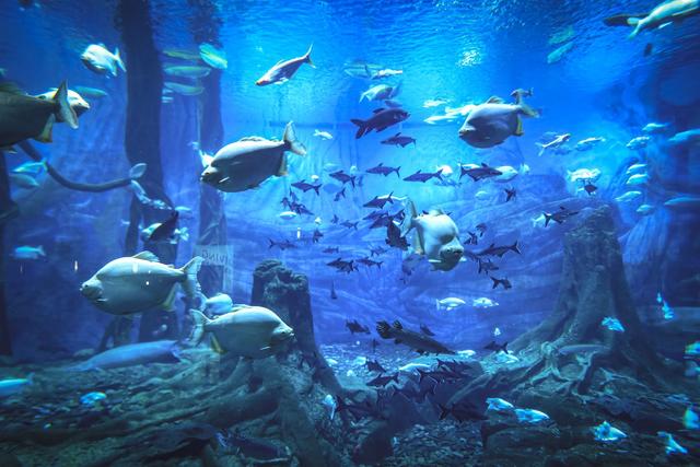 郑州海昌海洋公园，穿越梦幻海底世界，是夏季避暑遛娃的好去处