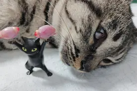 偷偷告诉你，公猫没有了蛋蛋，变化实在太大了！图片