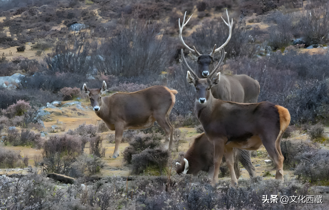 一文掌握西藏旅行！全景资源地图出炉，玩出新高度！