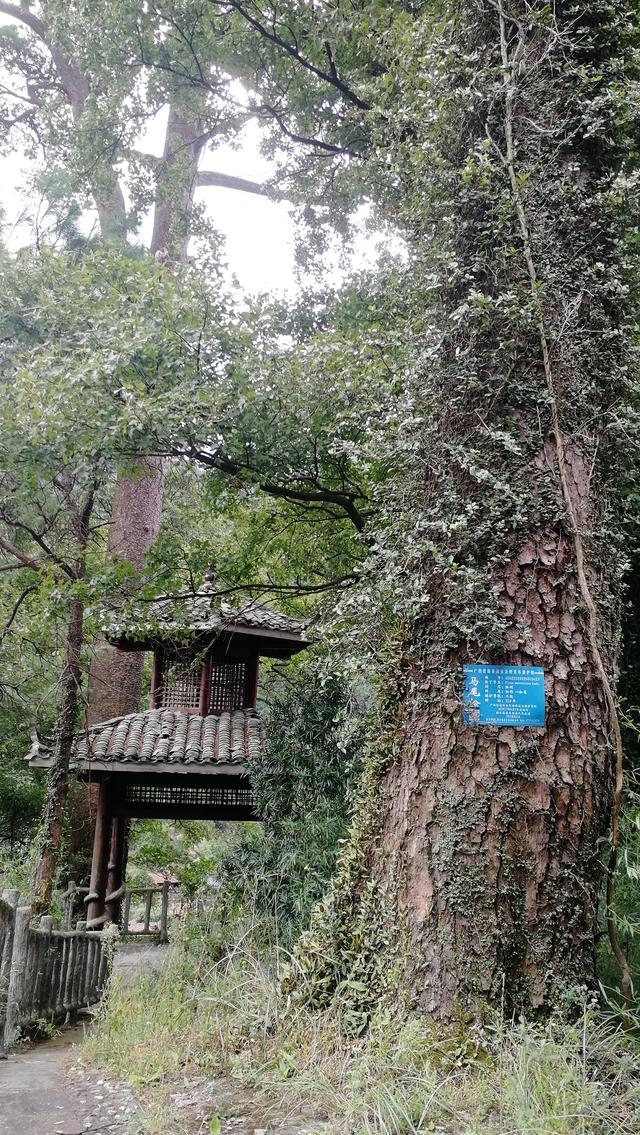 柳州周边小众景点（元宝村、小桑村、青山寨、培秀村、冬竹山）
