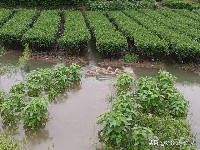 70多岁的老娘像个拼命三郎,一个人在雨天漫步拥抱大自然感觉不错