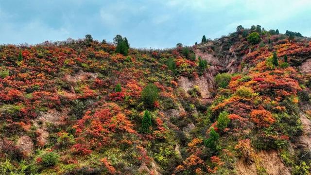 秋深景更美!运城最绚烂时刻到了!