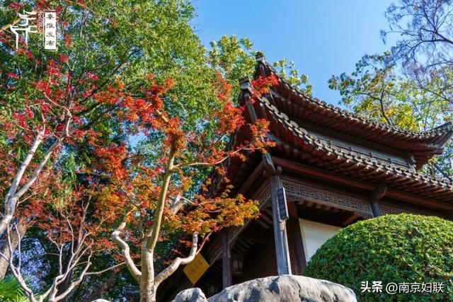 人在南京，红叶正盛，等你来～