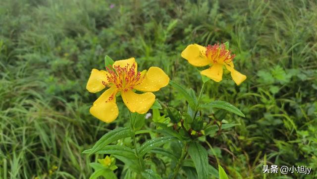 再登辽阳千米高峰白云山，云雾弥漫，金莲花盛开
