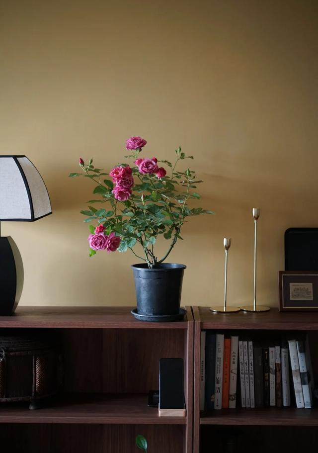 阴花不能进阳宅！这5种花“打死”也不养，家里若有？快挪走！