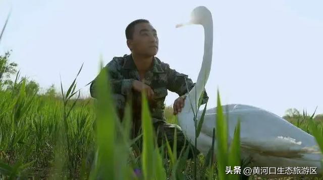 【黄河口生态旅游区】黄河口最美观鸟季已上线,赏鸟正当时!快来邂逅候鸟之约吧!