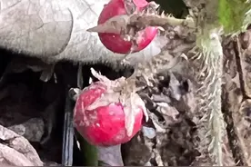 珍稀植物“虎舌红”现身广西，春节探秘山林寻宝记图片