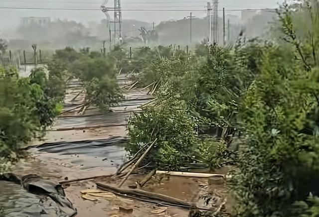 全红婵家的店铺牌匾被台风击碎，全爸一路小跑到店中躲避台风