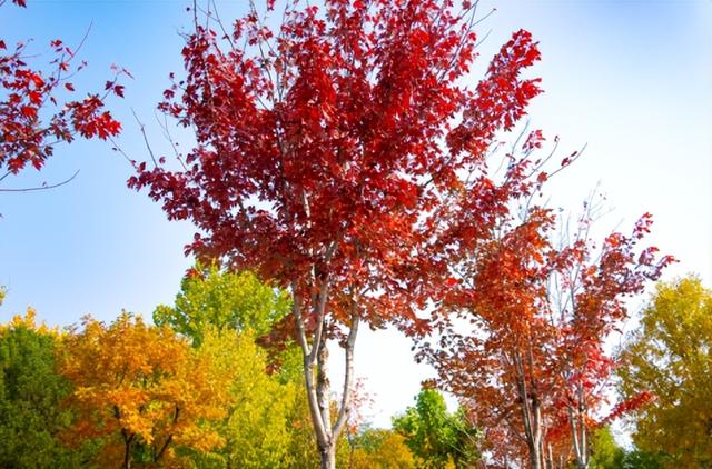 一叶知秋！2025年石家庄市城区赏秋指南来啦 这些地方别错过