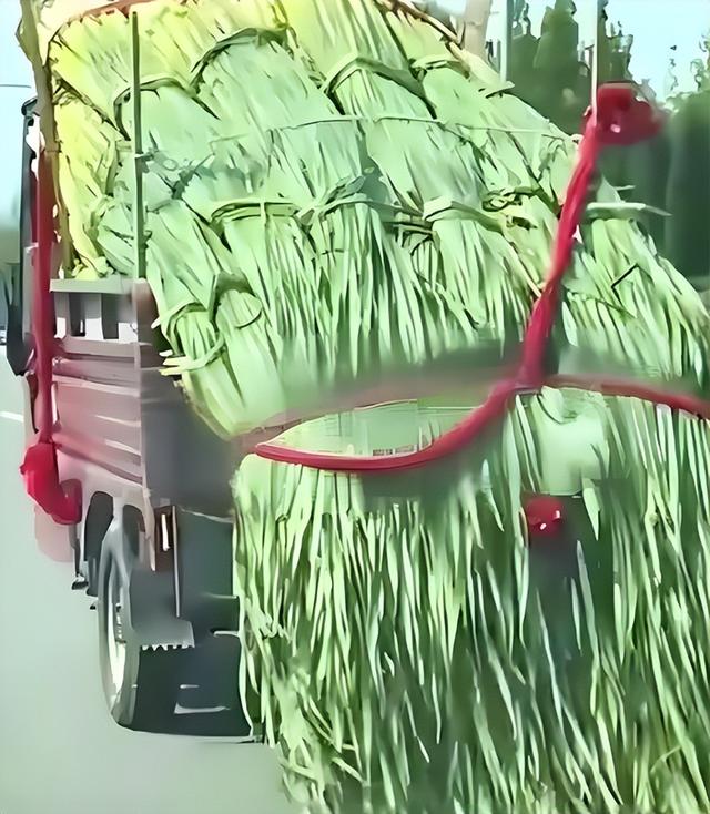 姚明不如山东葱高？东西到了山东为啥长都得这么高？天时地利人和