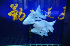 在养鱼的过程中，很多你以为的问题，其实都是错误的图片