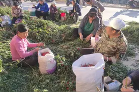 石楼小镇社区：辣椒丰收采摘忙 居民增收笑开颜图片