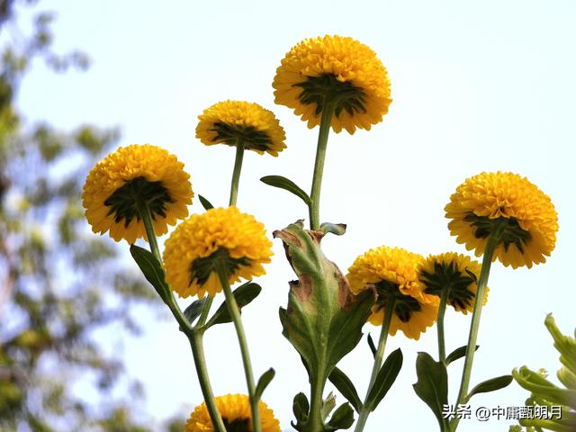 你看见过多少种菊花？
