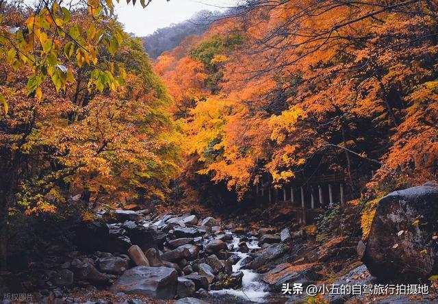 光雾山赏红叶实测攻略！中国红叶第一山，50 天赏期 + 3 大景区全吃透