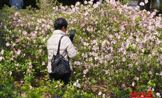 太美了！3万多株杜鹃！福州网红公园，要刷屏！