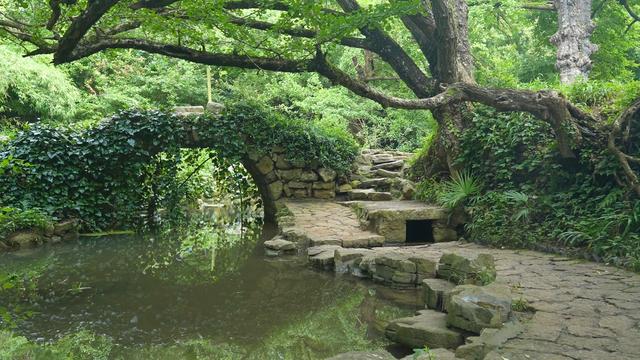 盘州市妥乐古银杏景区：绿色氧吧引来众多避暑游客