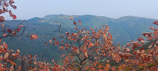 骊山红叶似火 车辆行人如织