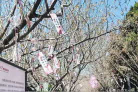 “诗承古韵 樱绽芳华”西安交通大学第三届春见樱花节开幕图片