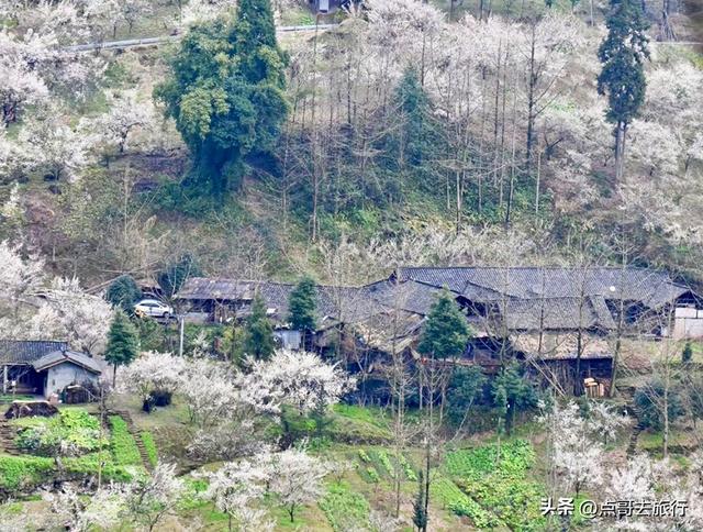 成都3000亩梅林开花了，被称为成都“小林芝”，非常震撼，免费！