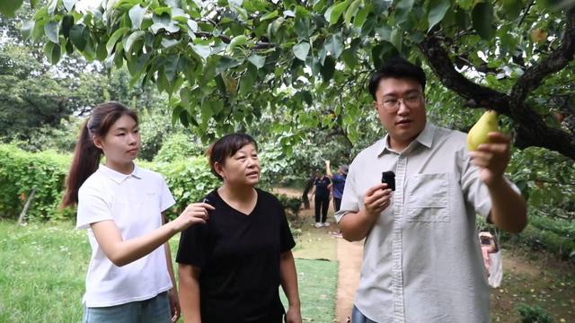 文化中国行丨秋分时节探访夏张镇：梨与咖啡玩出新花样