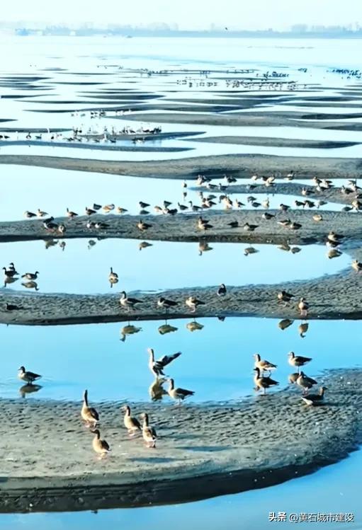 有人在黄石拍到!画面超震撼