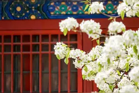 清新淡雅！白色梨花融入故宫配色图片
