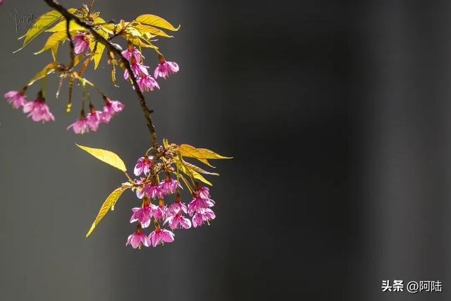 灵鹫山的野樱花快谢了,今年还没看的就别去打扰无为寺的清静啦