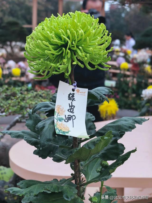 美到华妃都停步！最受欢迎的菊展打卡点就在这里