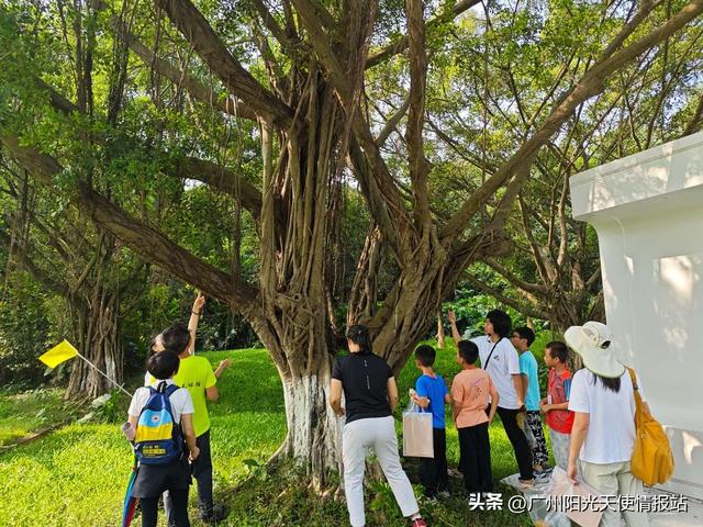 全民有氧计划 | 三校十四组亲子共探大夫山，27名“小探险家”共解榕树密码